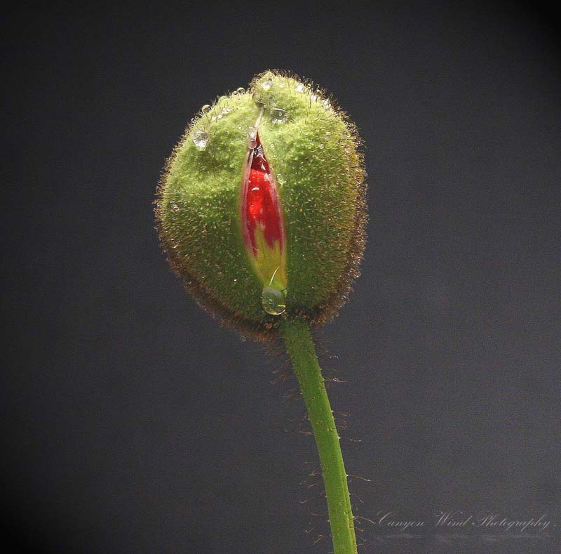 photo ""Birth"." tags: nature, macro and close-up, flowers