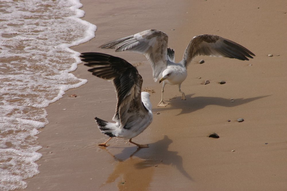 photo "Fighting by the sea" tags: nature, 