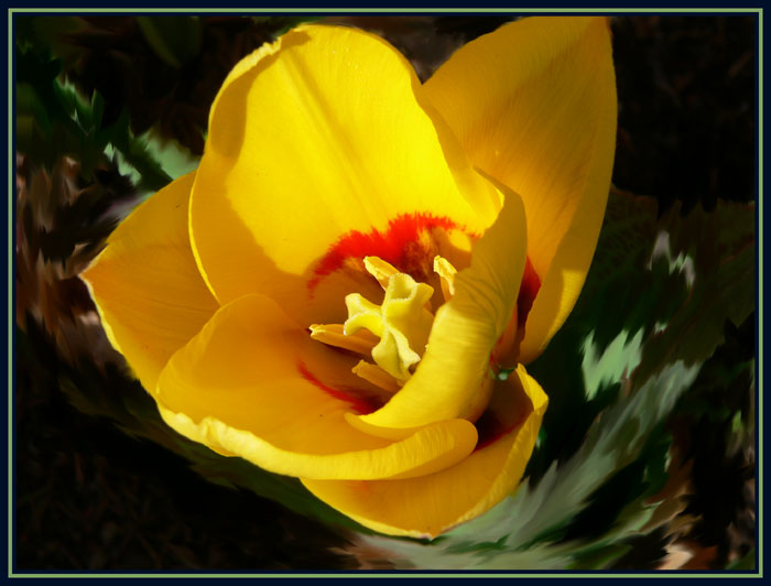 photo "Tulip" tags: nature, flowers