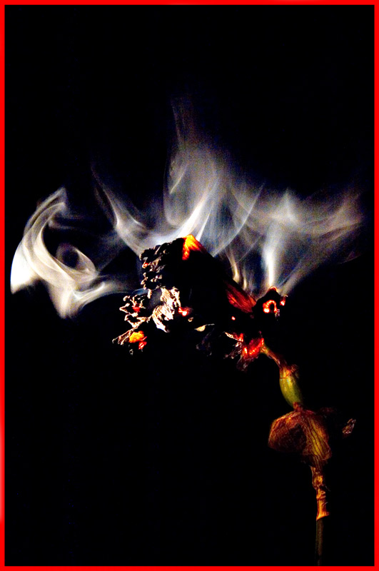 photo "burning flower 2" tags: nature, macro and close-up, flowers