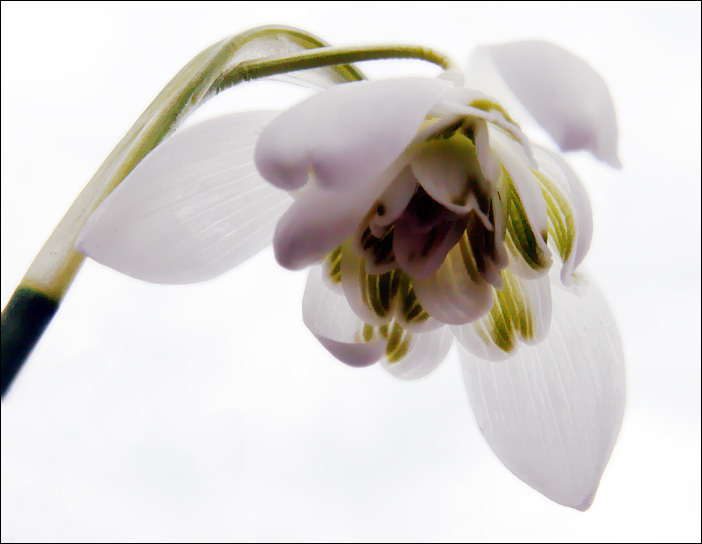 photo "Double snowdrop" tags: nature, macro and close-up, flowers