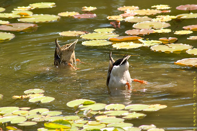 photo "National Synchronized Swimming Team" tags: nature, humor, wild animals