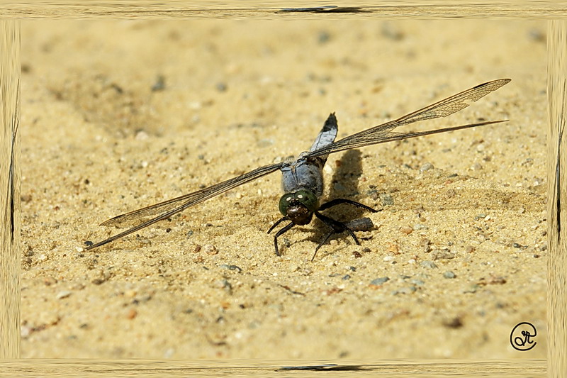 photo "***" tags: macro and close-up, nature, insect