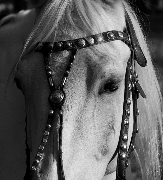 photo "Portrait of the blonde" tags: nature, black&white, pets/farm animals