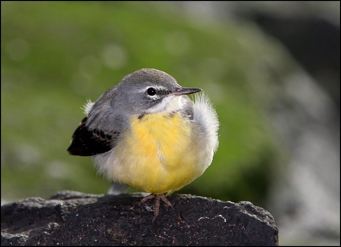 photo "Grey Wagtail" tags: nature, wild animals