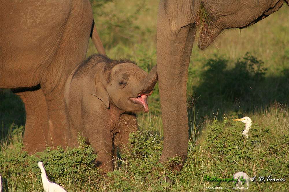 фото "I Love you Mummy" метки: путешествия, природа, Азия, дикие животные