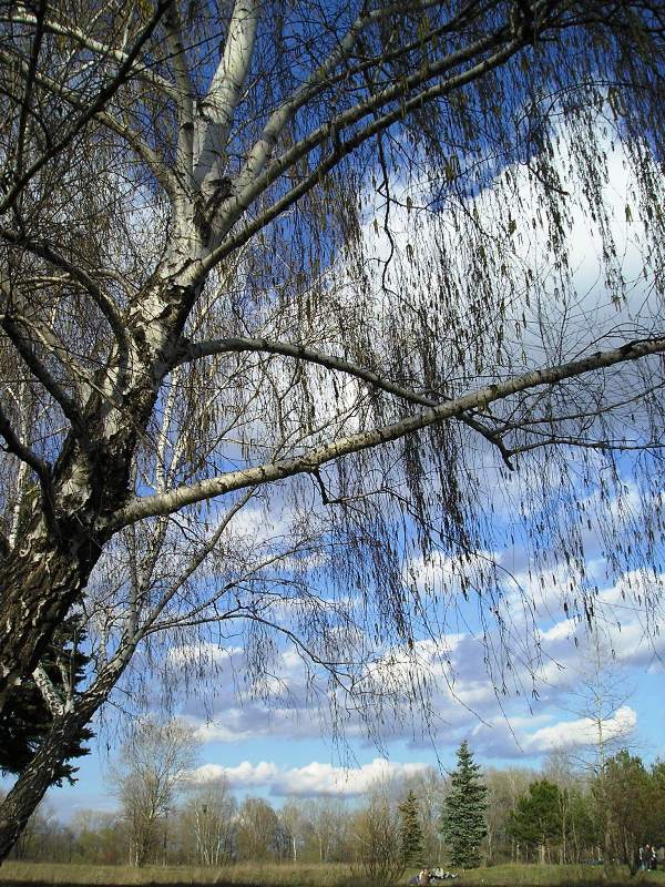 photo "***" tags: landscape, nature, flowers, spring