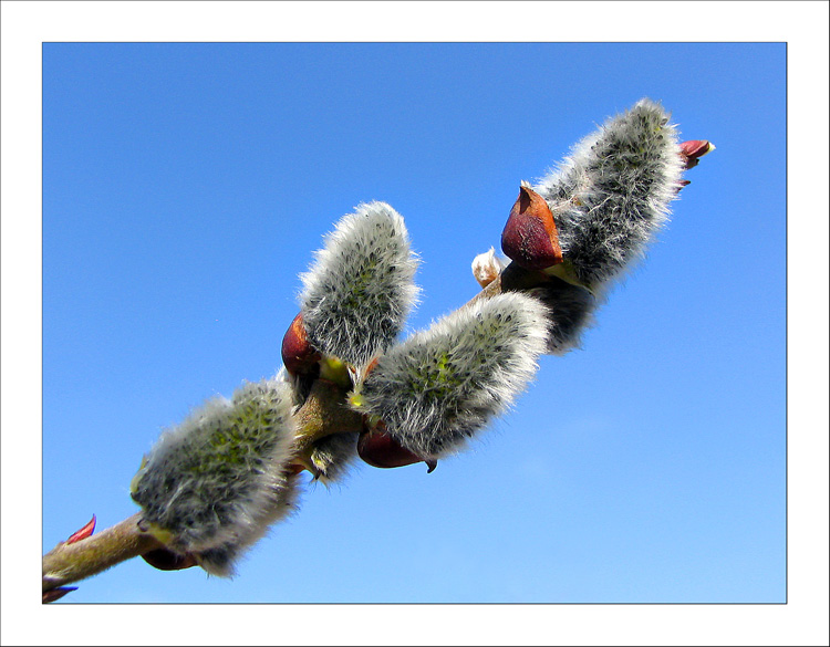 photo "Simply Spring" tags: nature, flowers