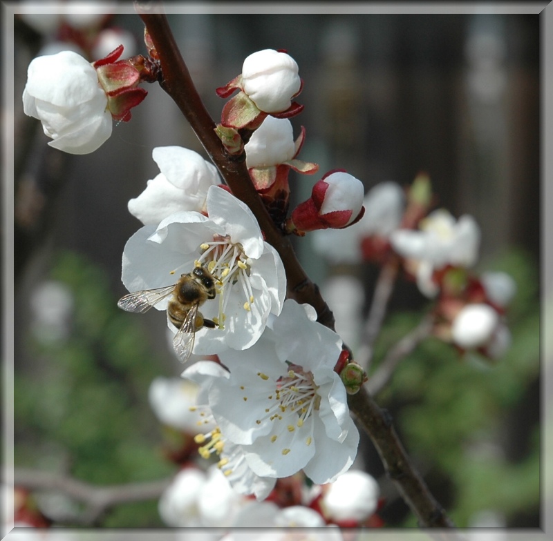 фото "springtime" метки: природа, насекомое, цветы