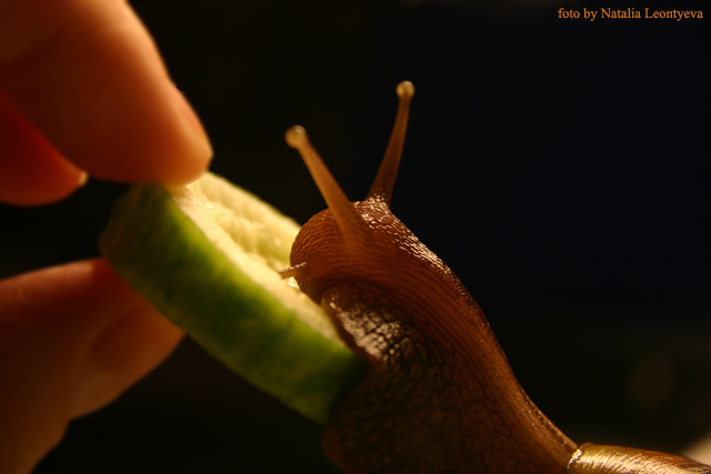 photo "Snail's supper" tags: macro and close-up, nature, 