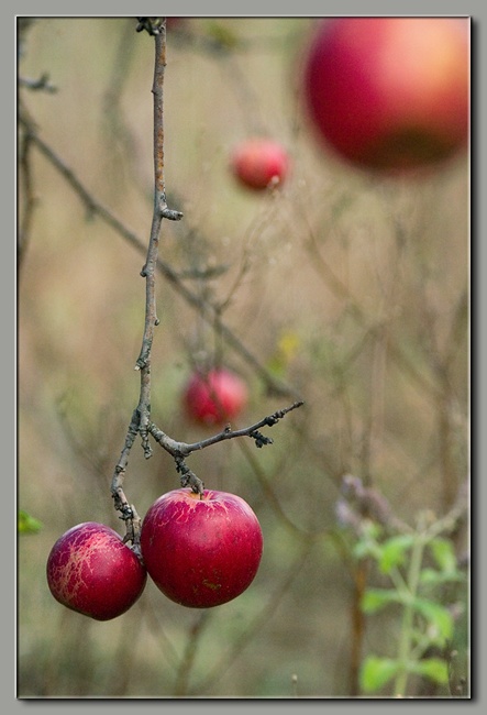 photo "Olden Garden" tags: landscape, nature, autumn