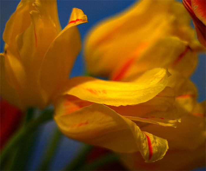 photo "***" tags: nature, abstract, flowers