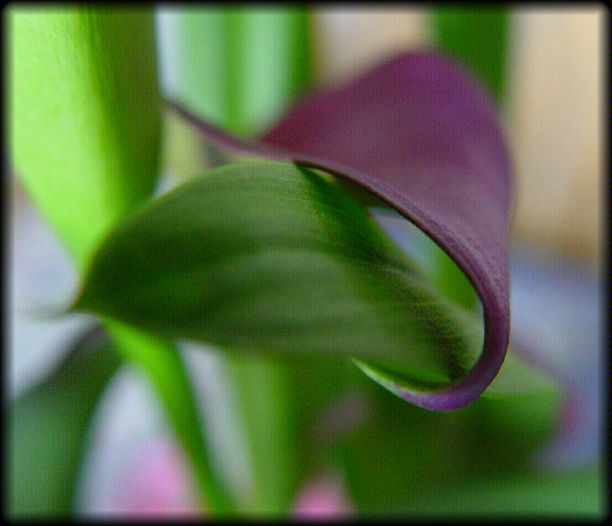 photo "The Embrace" tags: nature, macro and close-up, flowers