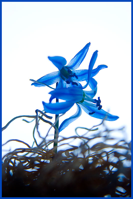 photo "blue" tags: nature, macro and close-up, flowers