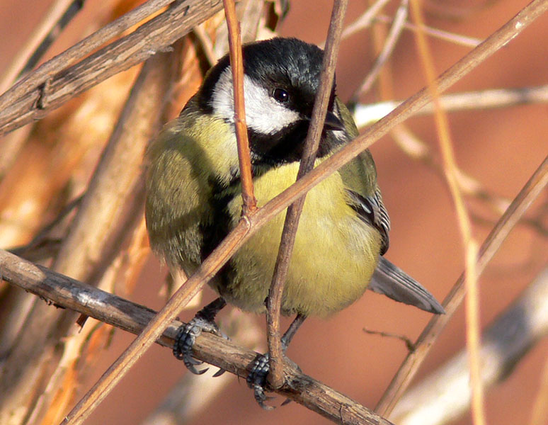 photo "Hiding!" tags: nature, wild animals