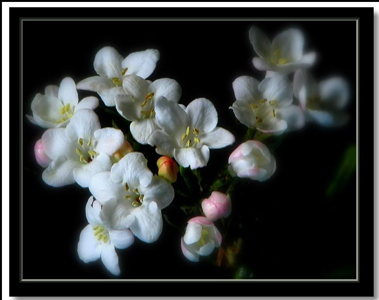 photo "viburnum burkwoodii" tags: nature, flowers