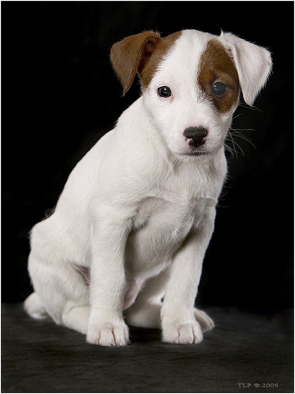 photo "Pup in studio" tags: nature, portrait, pets/farm animals