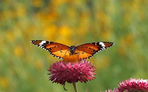 photo "***" tags: nature, flowers, insect