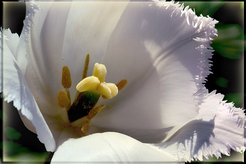 photo "Spring sight" tags: nature, macro and close-up, flowers