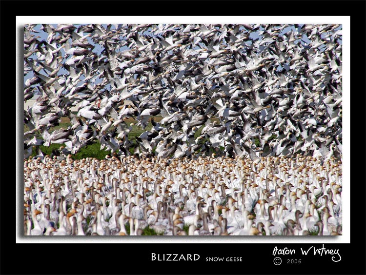 photo "Blizzard" tags: nature, wild animals