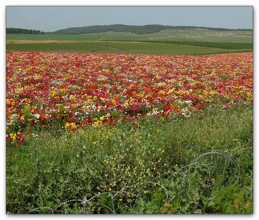 photo "Trivial details on the foreground" tags: landscape, nature, flowers, spring