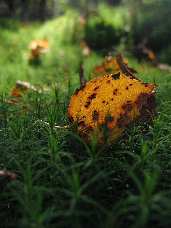 photo "Autumn's leaf" tags: landscape, autumn, forest