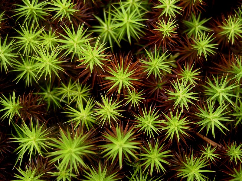 photo "Moss... Or fallen stars?" tags: landscape, forest, summer