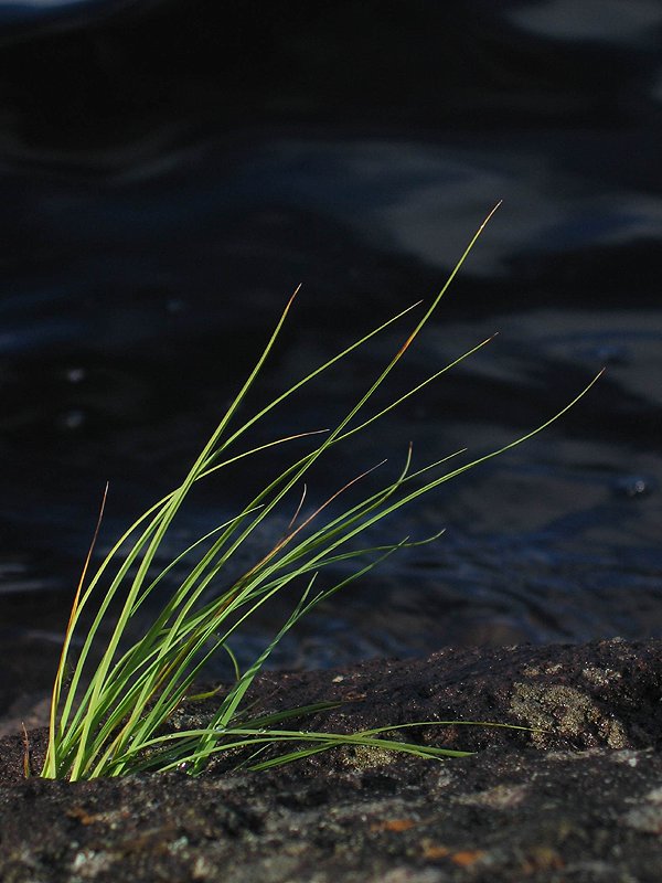 photo "Against the wind and water" tags: landscape, water