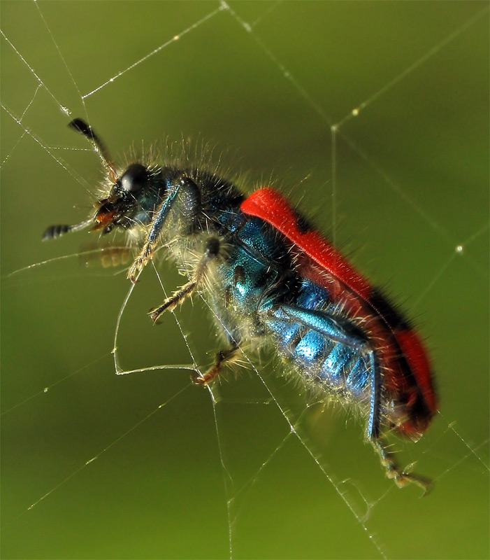 photo "***" tags: nature, macro and close-up, insect