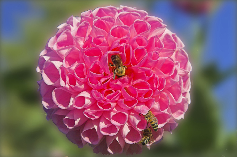 photo "***" tags: nature, flowers, insect