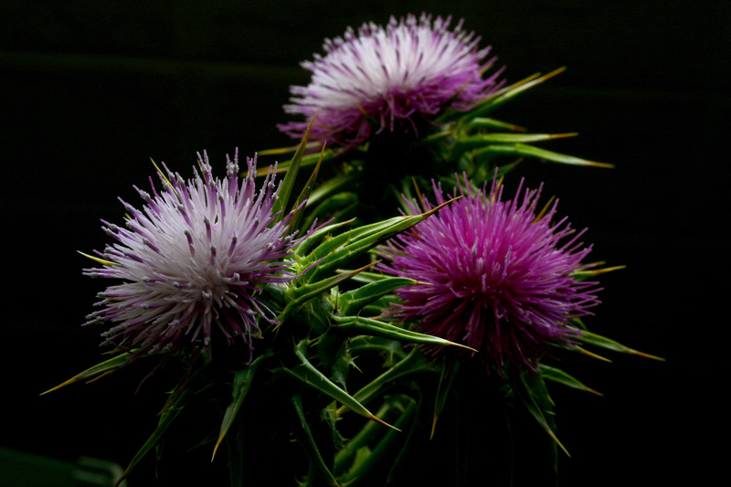 photo "The Eternal Triangle" tags: nature, flowers