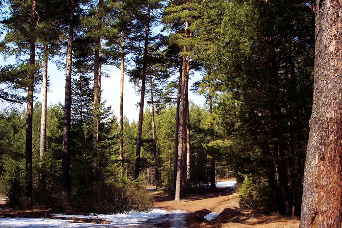 photo "Sunny spring day" tags: landscape, forest, spring