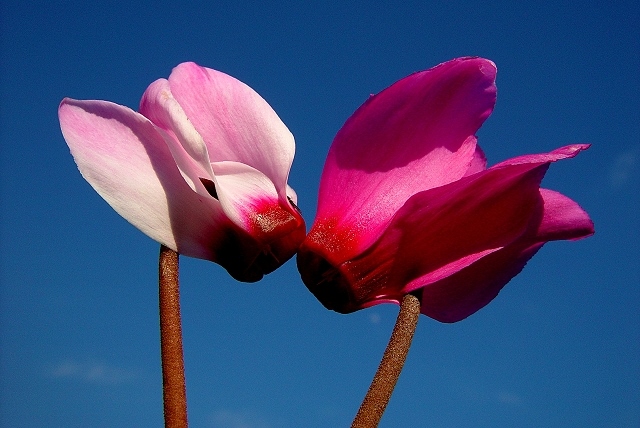 photo "***" tags: nature, flowers