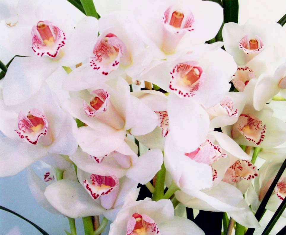 фото "" Moth Orchid "" метки: макро и крупный план, природа, цветы