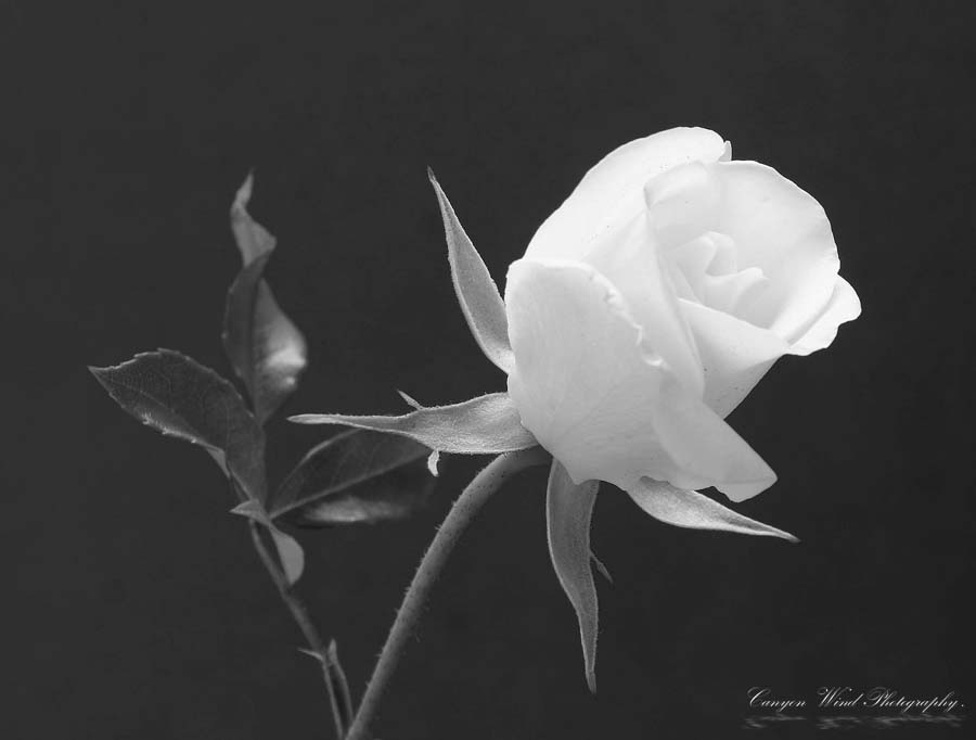 фото "Forever White "." метки: природа, черно-белые, цветы