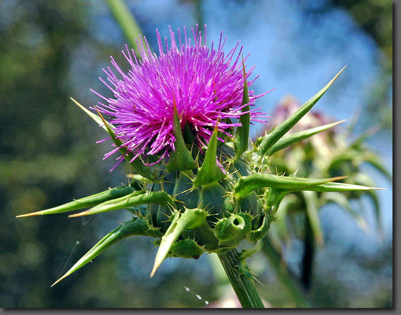 photo "The Bur" tags: nature, flowers