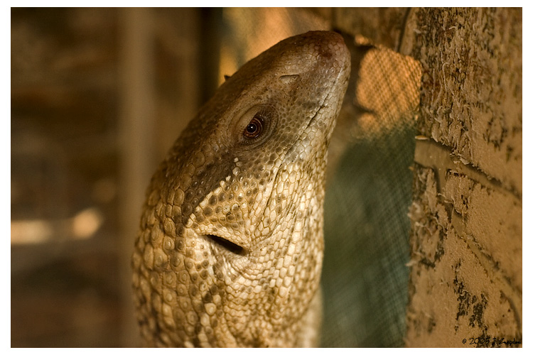 photo "The Eye of the Dragon" tags: nature, portrait, wild animals