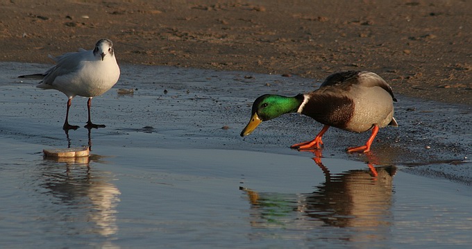 photo "Who will be first" tags: nature, wild animals