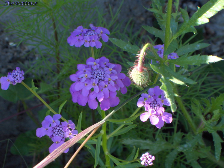 photo "A new light" tags: nature, macro and close-up, flowers