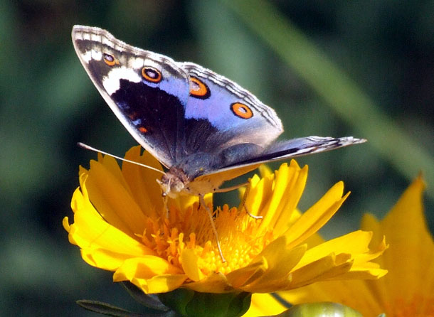 photo "Colors of life" tags: nature, flowers, insect