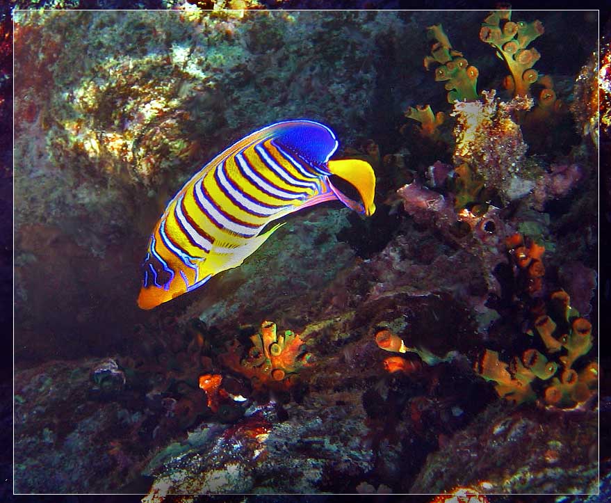 фото "Ангел-диакантус - Royal angelfish" метки: подводные, 