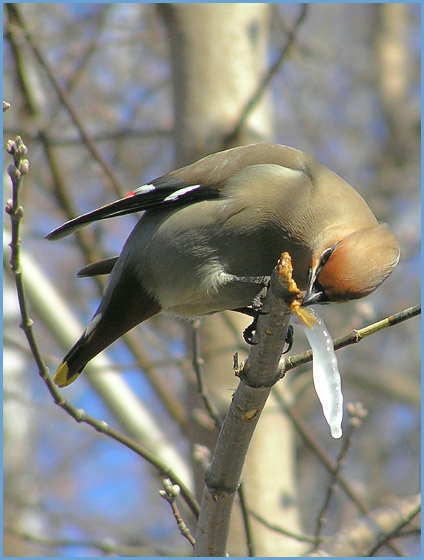 photo "Maple juice" tags: nature, wild animals