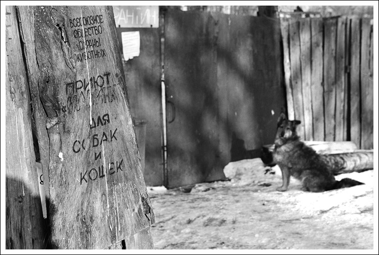 photo "All-Union society of animal protection. A shelter "Ilyinka" for dogs and cats." tags: , 