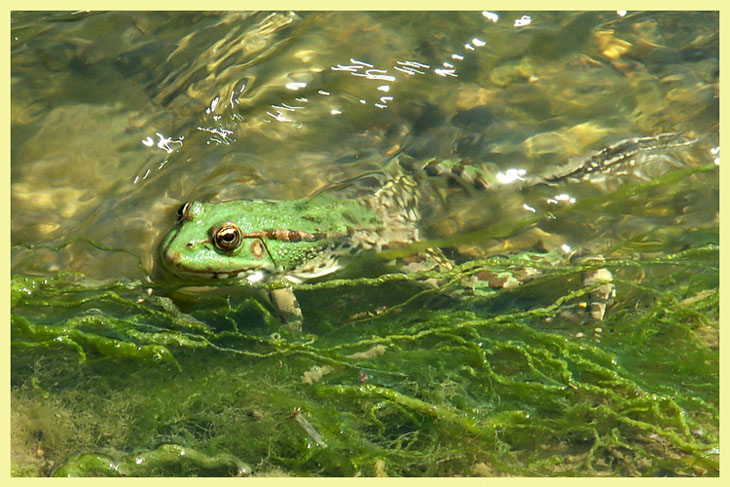 фото "Sunny Swimmer" метки: природа, дикие животные