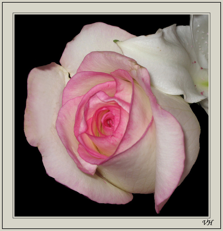 photo "rose" tags: nature, macro and close-up, flowers