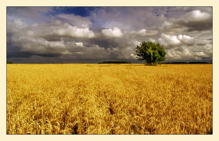 photo "Gold sea" tags: landscape, summer