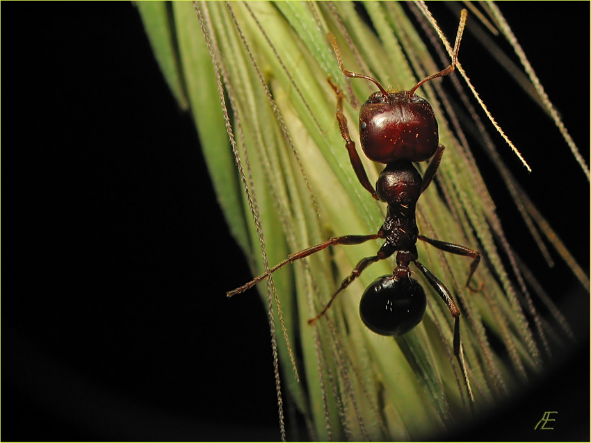 photo "***" tags: macro and close-up, nature, insect