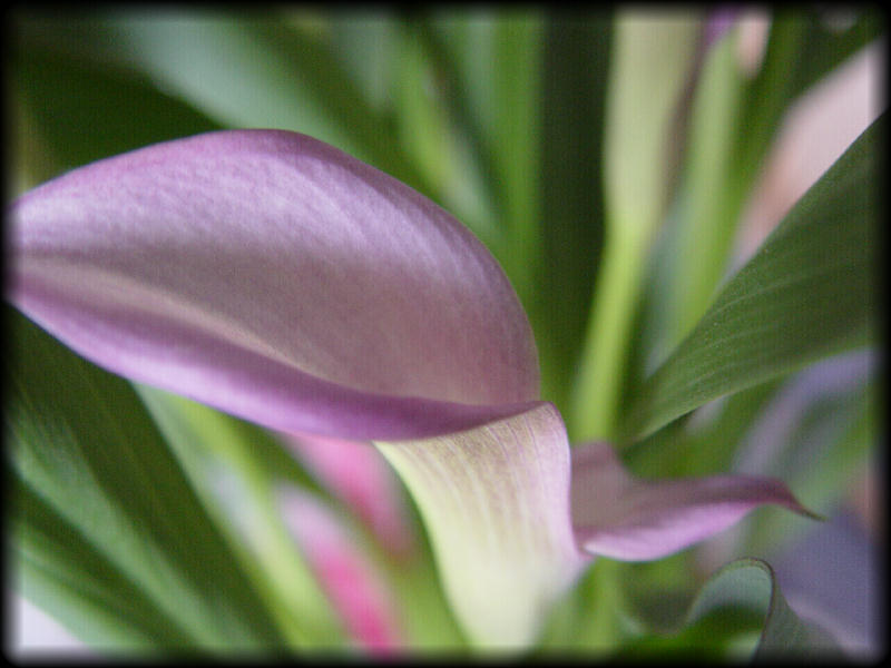 photo "Calla Lily" tags: nature, flowers