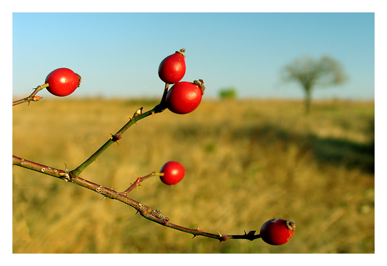 фото "*" метки: природа, цветы