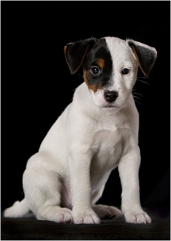 photo "Pup in studio 2" tags: nature, portrait, pets/farm animals